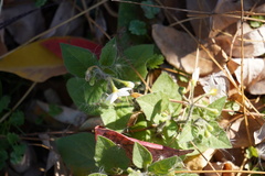 Solanum physalifolium