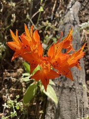 Alstroemeria ligtu simsii