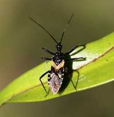 Catasphactes coprias