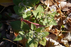 Solanum physalifolium