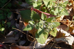 Solanum physalifolium