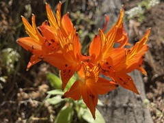 Alstroemeria ligtu simsii