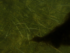 Glaucostegus cemiculus