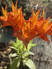 Alstroemeria ligtu simsii