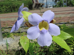 Thunbergia laurifolia image