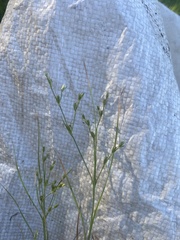 Juncus tenuis