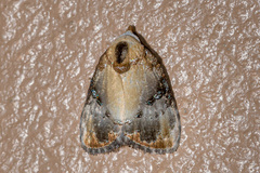 Dialithoptera gemmata