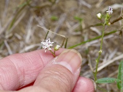 Florestina tripteris