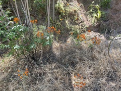 Alstroemeria ligtu simsii