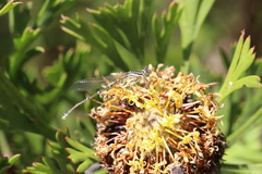 Austroagrion watsoni