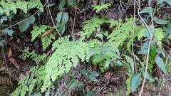 Adiantum raddianum