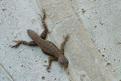 Tropidurus torquatus