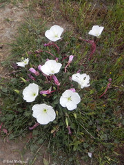 Oenothera acaulis