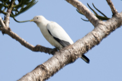 Ducula spilorrhoa
