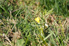 Oenothera