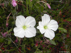 Oenothera acaulis
