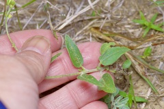Florestina tripteris