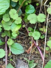Hydrocotyle moschata