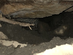 Tachyglossus aculeatus acanthion