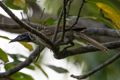 Philemon buceroides