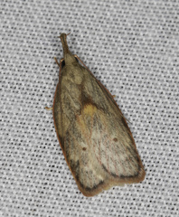 Enchocrates glaucopis