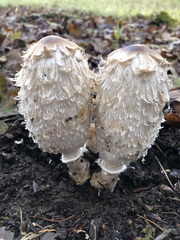 Coprinus calyptratus