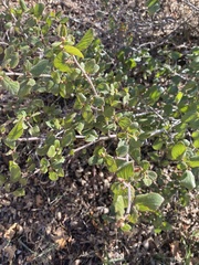 Ceanothus oliganthus