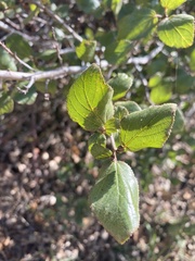 Ceanothus oliganthus