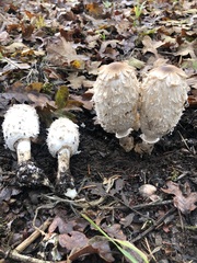 Coprinus calyptratus