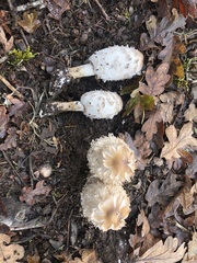 Coprinus calyptratus