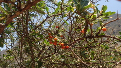 Physaleae