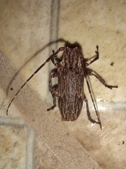 Hesychotypa subfasciata