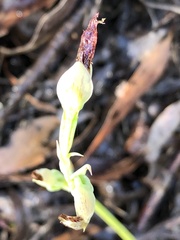 Calochilus