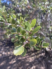 Ceanothus perplexans