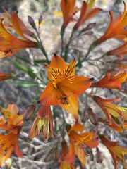 Alstroemeria ligtu simsii