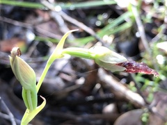 Calochilus