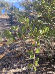 Ceanothus perplexans