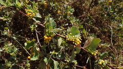 Berberis