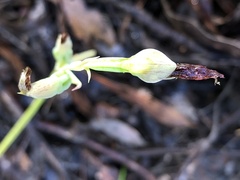 Calochilus