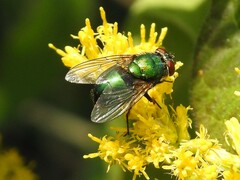 Lucilia coeruleiviridis