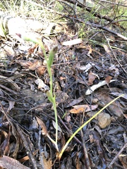 Calochilus