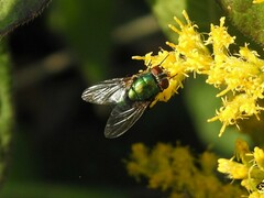 Lucilia coeruleiviridis