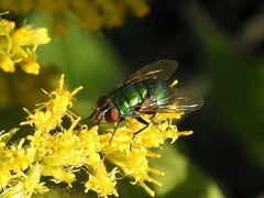 Lucilia coeruleiviridis