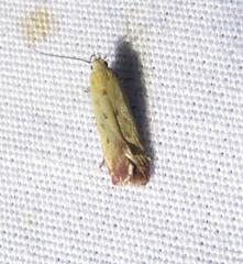 Anacampsis fullonella