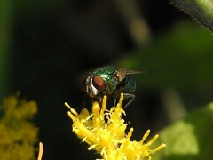 Lucilia coeruleiviridis