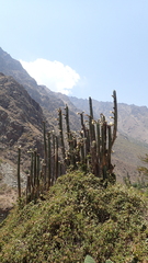 Trichocereus cuzcoensis