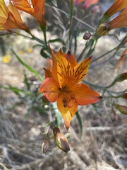 Alstroemeria ligtu simsii
