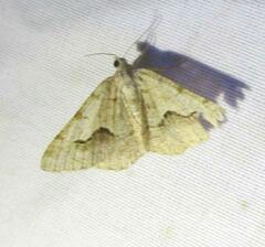 Frederickia s-signata