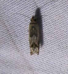 Crocidosema plebejana