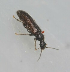 Eurygeniinae